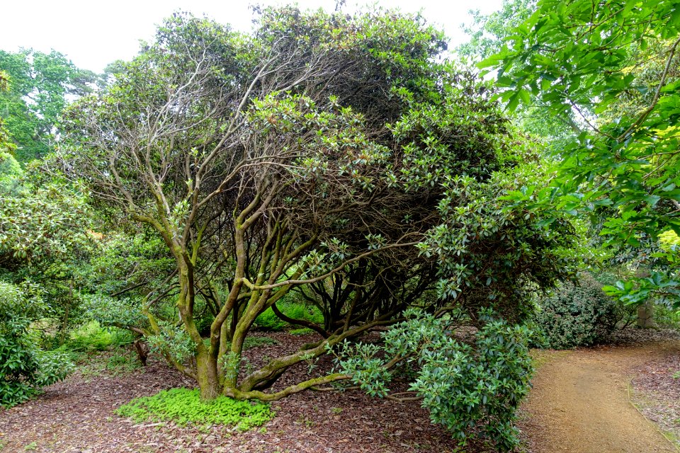 Rhododendron rubiginosum - Hillier Gardens - Romsey, Hampshire, England - DSC04785