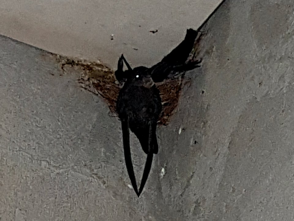 Ridgetop swiftlet (Collocalia isonota bagobo) nesting in Bukidnon, Mindanao, Philippines 03