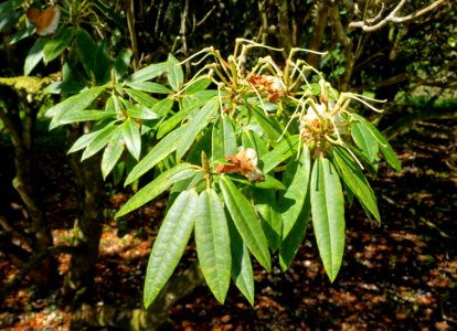Rhododendron morii - Caerhayes Castle gardens - Cornwall, England - DSC03186