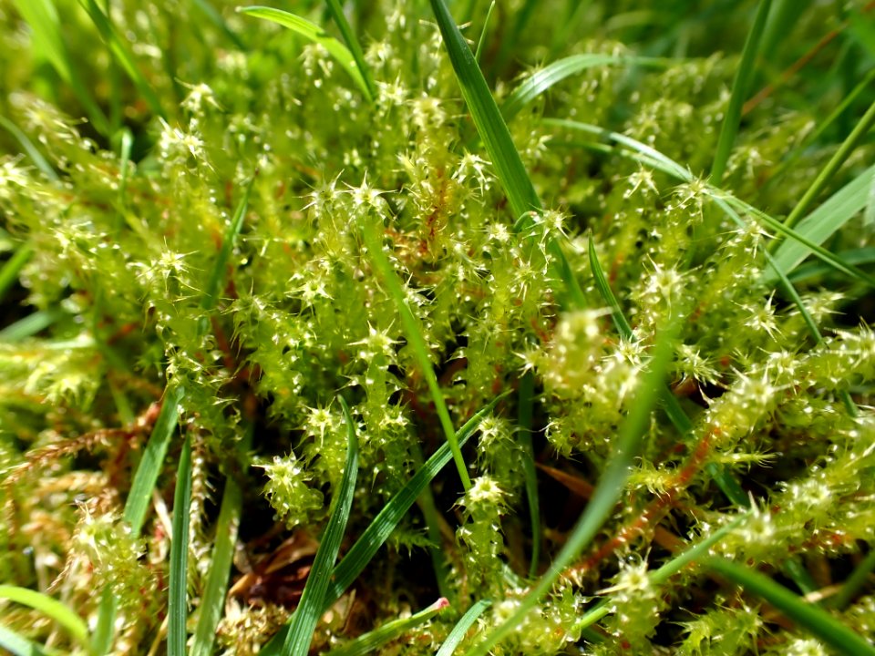 Rhytidiadelphus squarrosus 141600299
