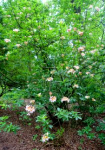 Rhododendron occidentale - RHS Garden Harlow Carr - North Yorkshire, England - DSC01292