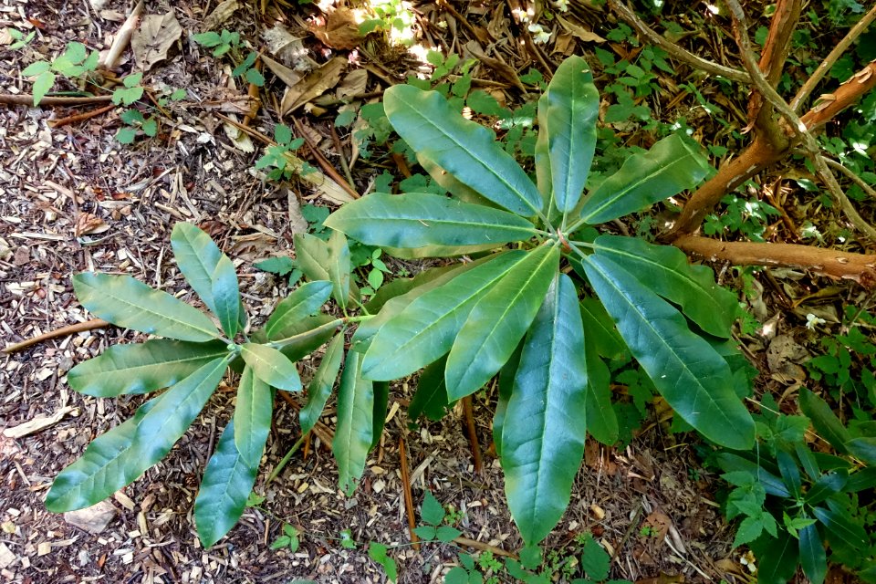 Rhododendron maoerense - UBC Botanical Garden - Vancouver, Canada - DSC08012