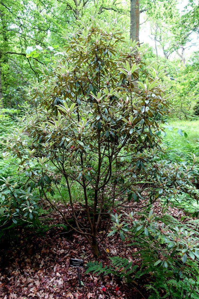 Rhododendron ochraceum - RHS Garden Harlow Carr - North Yorkshire, England - DSC01262