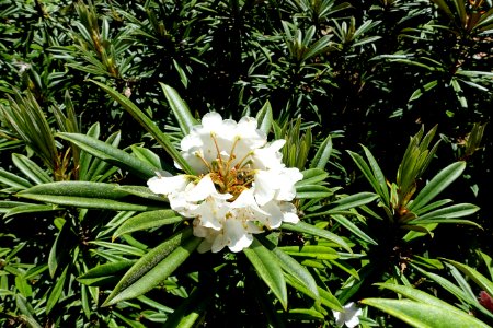 Rhododendron thayerianum - UBC Botanical Garden - Vancouver, Canada - DSC08487
