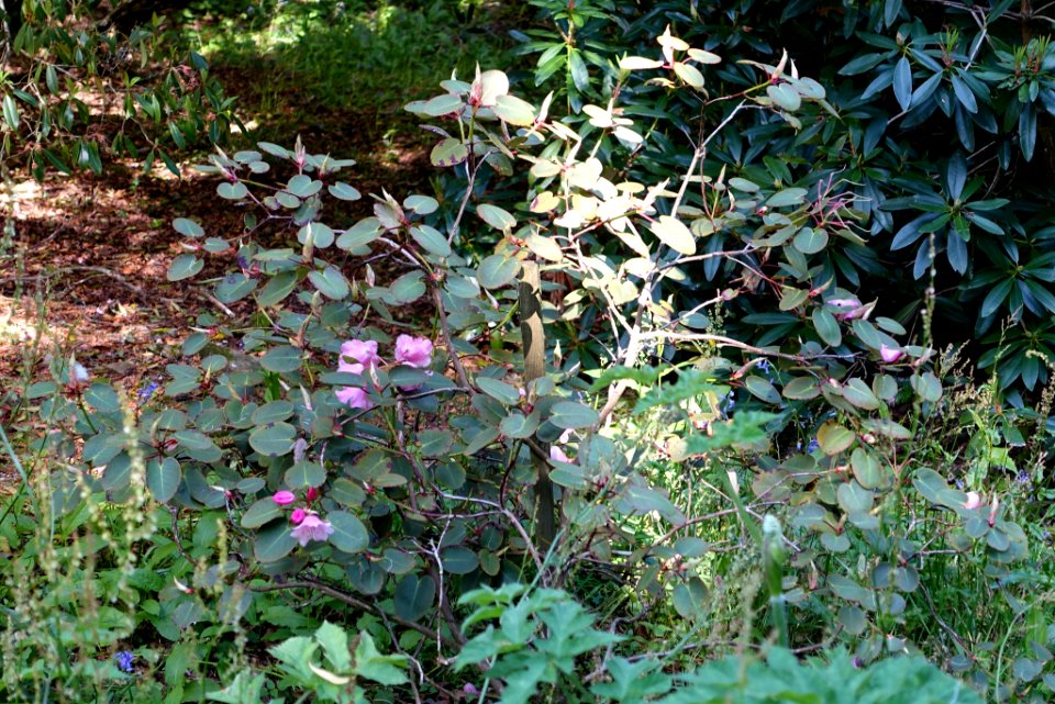 Rhododendron orbiculare - Caerhayes Castle gardens - Cornwall, England - DSC03225