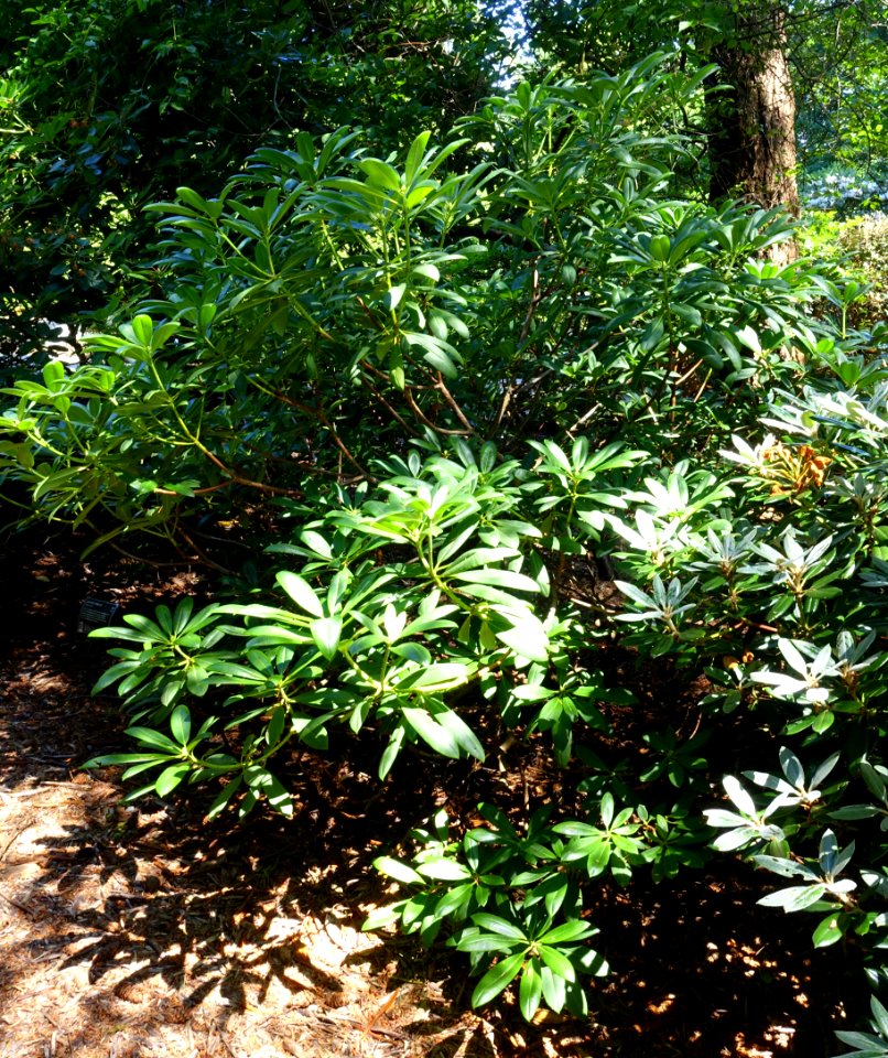 Rhododendron sutchuenense - VanDusen Botanical Garden - Vancouver, BC - DSC06899