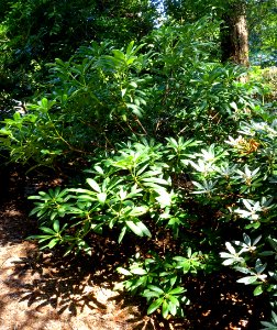 Rhododendron sutchuenense - VanDusen Botanical Garden - Vancouver, BC - DSC06899