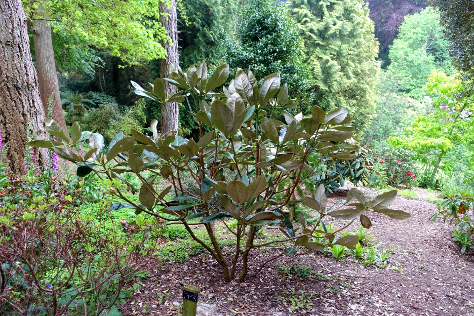 Rhododendron rex - Trebah Garden - Cornwall, England - DSC01310