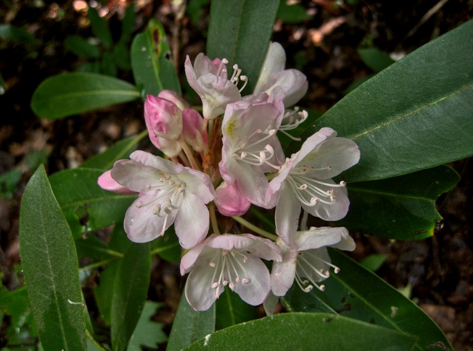Rhododendron maximum, 2015-06-30, Fox Chapel, 01