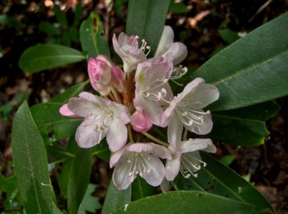 Rhododendron maximum, 2015-06-30, Fox Chapel, 01