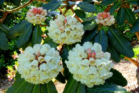 Rhododendron sinogrande - Caerhayes Castle gardens - Cornwall, England - DSC03048
