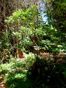 Rhododendron sutchuenense - UBC Botanical Garden - Vancouver, Canada - DSC07983