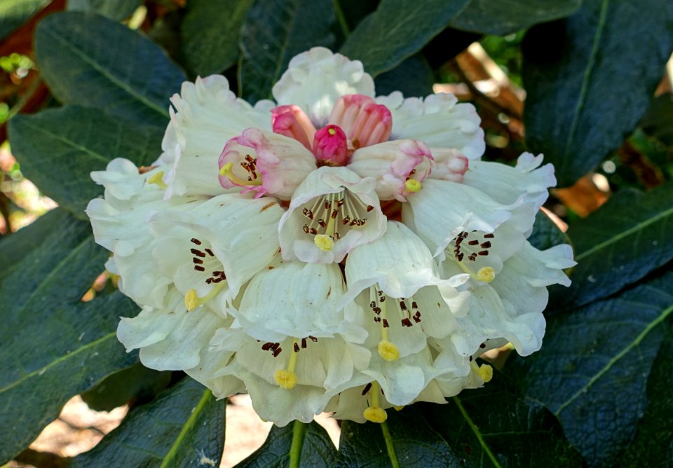 Rhododendron sinogrande - Caerhayes Castle gardens - Cornwall, England - DSC03038