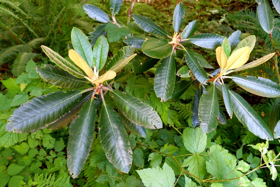 Rhododendron rex subsp. fictolacteum - UBC Botanical Garden - Vancouver, Canada - DSC07884