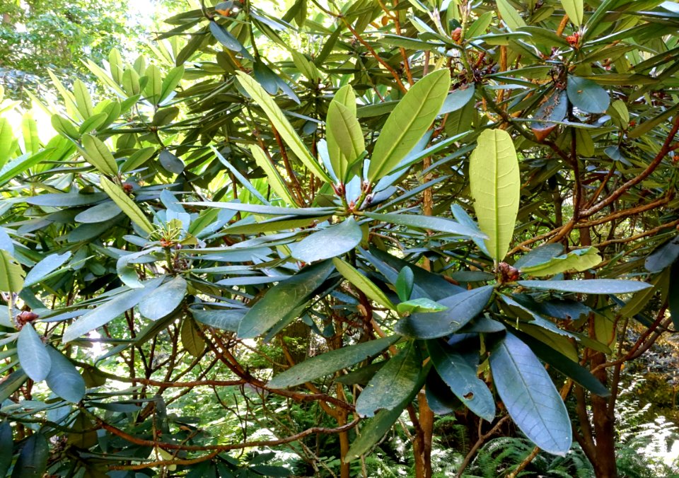 Rhododendron uvariifolium - UBC Botanical Garden - Vancouver, Canada - DSC07924