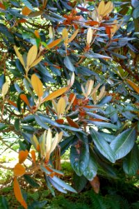 Rhododendron rex subsp. fictolacteum - UBC Botanical Garden - Vancouver, Canada - DSC07882