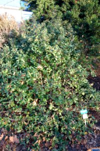Rhamnus californica - San Luis Obispo Botanical Garden - DSC06081