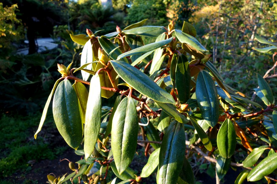 Rhododendron maddenii (Rhododendron polyandrum) - San Francisco Botanical Garden - DSC00097