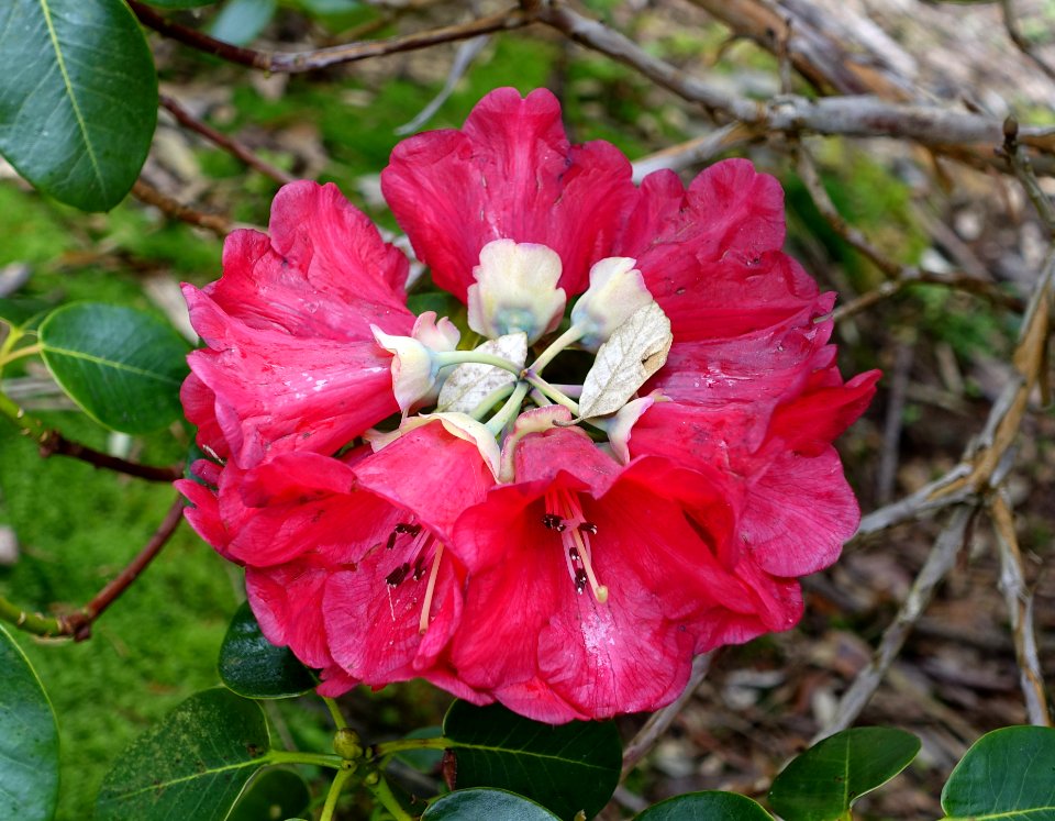 Rhododendron thomsonii - Trebah Garden - Cornwall, England - DSC01324
