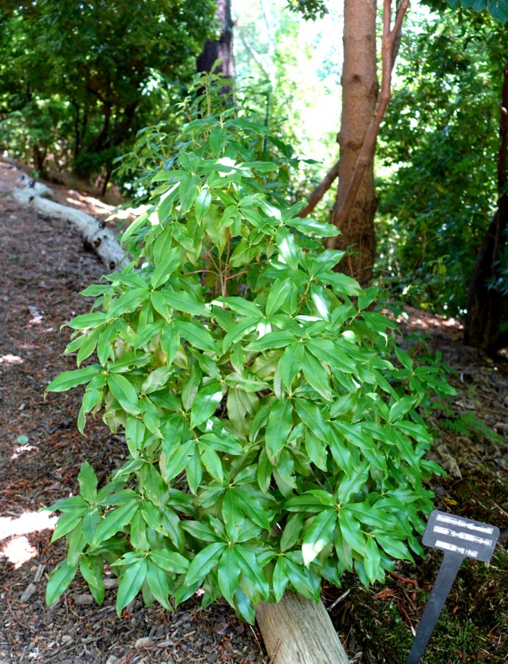 Rhododendron pemakoense - VanDusen Botanical Garden - Vancouver, BC - DSC07094