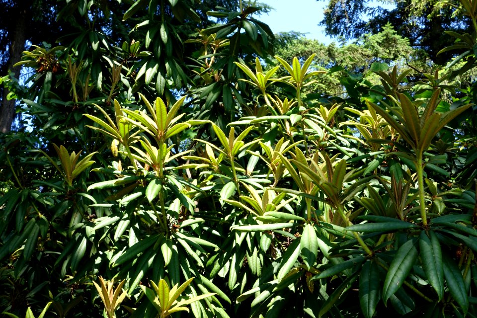 Rhododendron strigillosum hybrid - VanDusen Botanical Garden - Vancouver, BC - DSC06870
