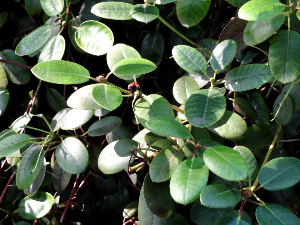Rhododendron williamsianum - Botanischer Garten, Frankfurt am Main - DSC03368