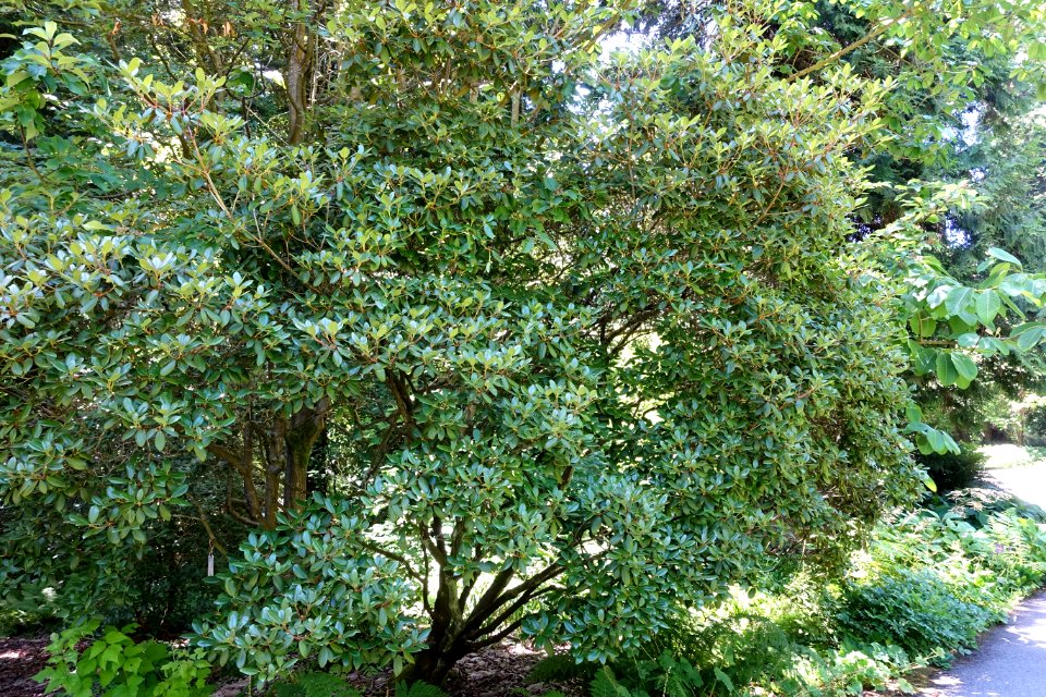 Rhododendron rubiginosum - UBC Botanical Garden - Vancouver, Canada - DSC08434