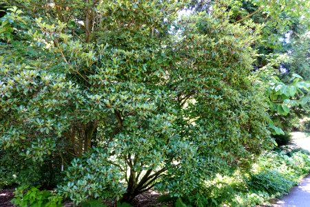 Rhododendron rubiginosum - UBC Botanical Garden - Vancouver, Canada - DSC08434