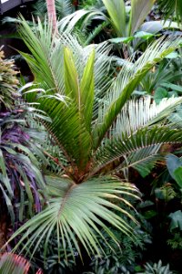Rhopalostylis sapida - Longwood Gardens - DSC01240