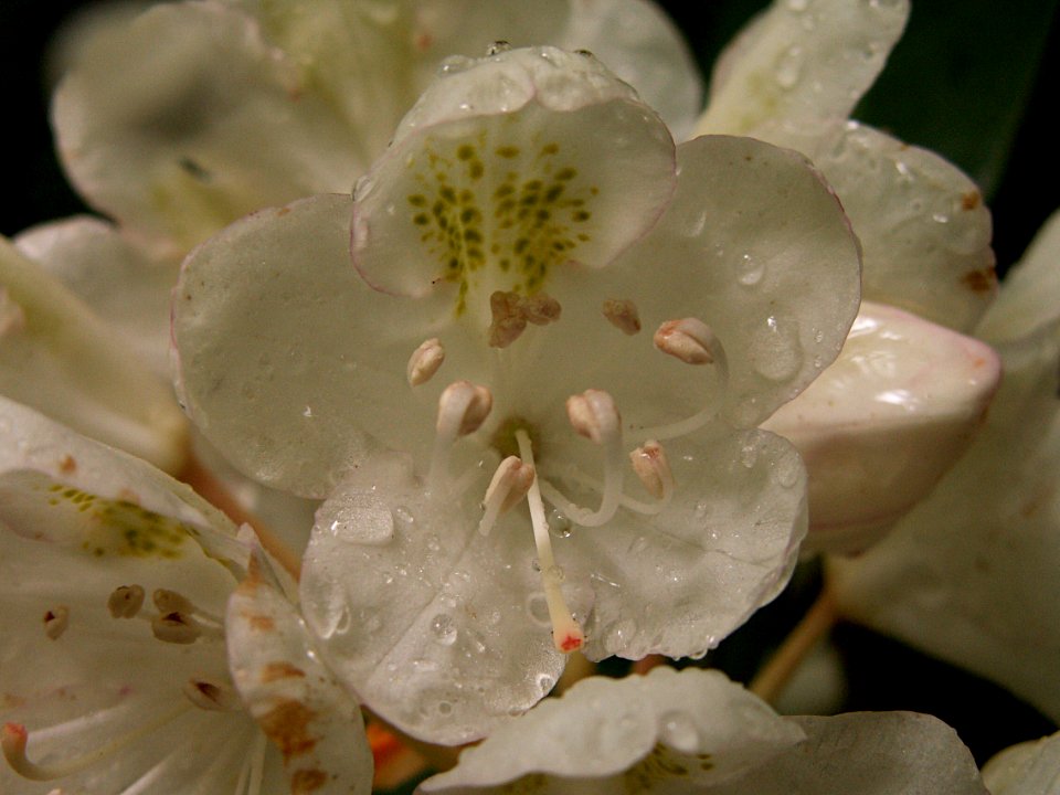 Rhododendron maximum, 2015-06-30, Fox Chapel, 02