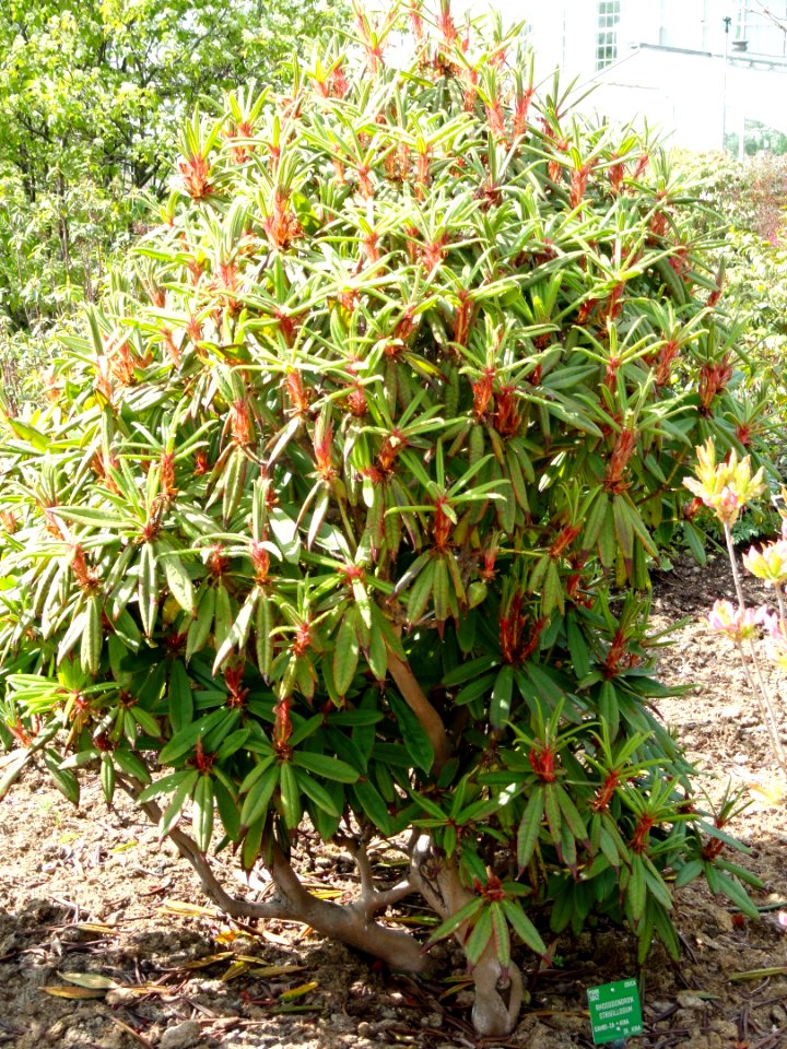 Rhododendron strigillosum - University of Copenhagen Botanical Garden - DSC07602