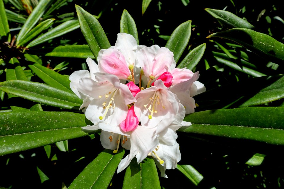 Rhododendron thayerianum - UBC Botanical Garden - Vancouver, Canada - DSC08475
