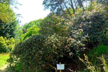 Rhododendron valentinianum - Caerhayes Castle gardens - Cornwall, England - DSC03268