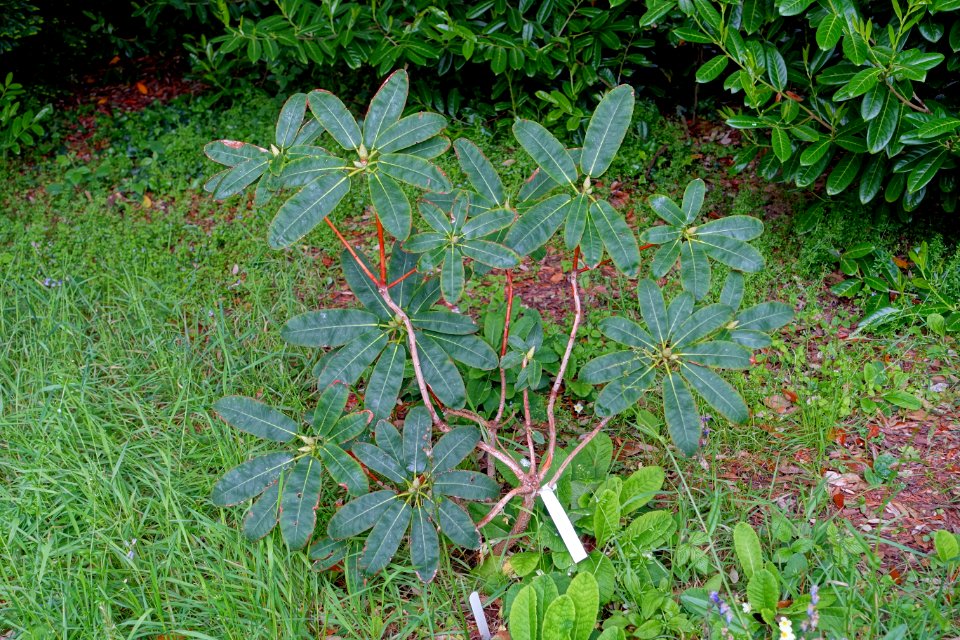 Rhododendron serotinum - Glendurgan Garden - Cornwall, England - DSC02006