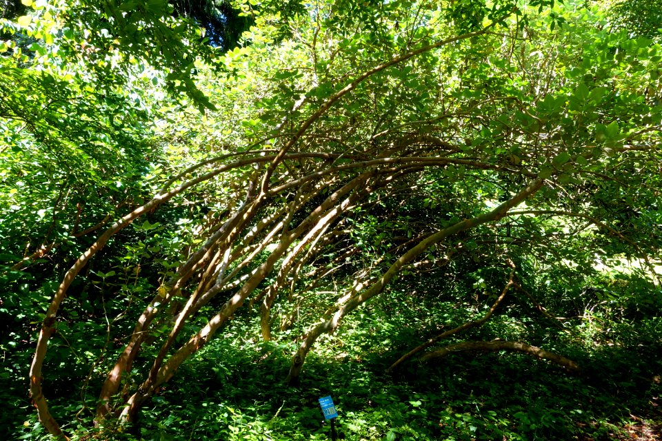 Rhododendron thomsonii - UBC Botanical Garden - Vancouver, Canada - DSC08286