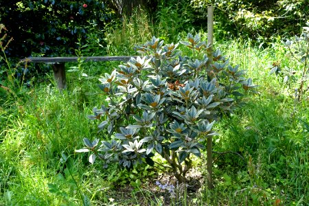 Rhododendron pachysanthum 'Crosswater' - Caerhayes Castle gardens - Cornwall, England - DSC03003