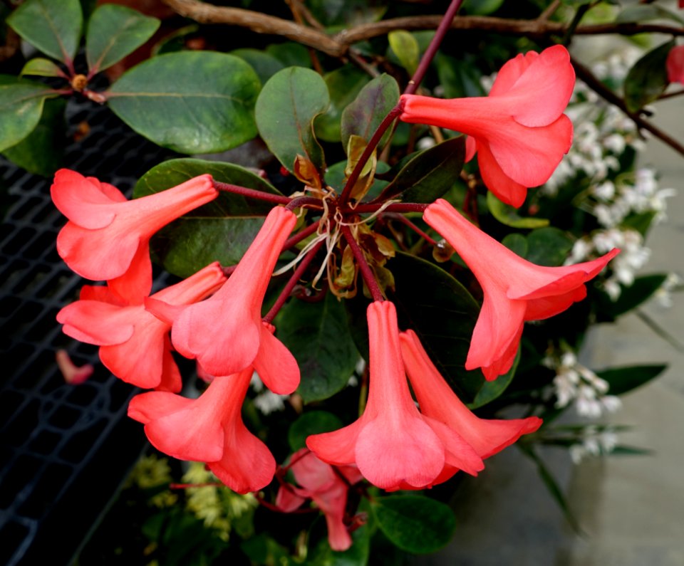 Rhododendron lochae - Lyman Plant House, Smith College - DSC02059