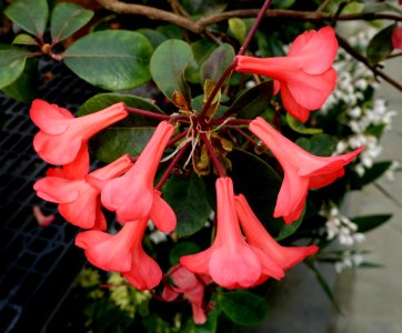 Rhododendron lochae - Lyman Plant House, Smith College - DSC02059