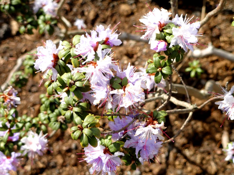 Rhododendron lapponicum serie - University of Copenhagen Botanical Garden - DSC07574
