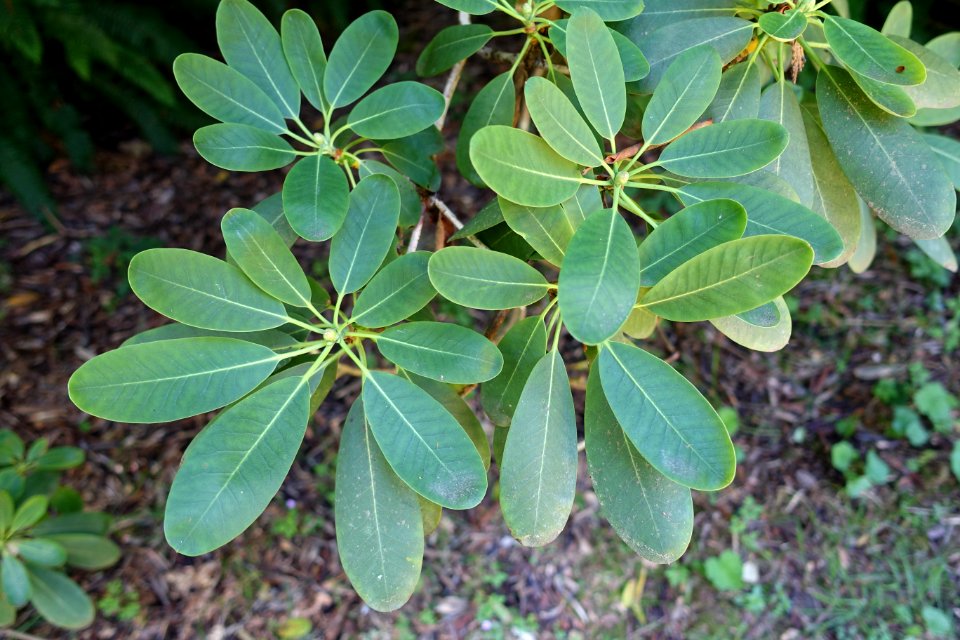 Rhododendron oreodoxa var. fargesii - UBC Botanical Garden - Vancouver, Canada - DSC07821