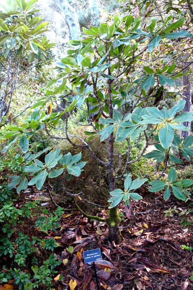 Rhododendron protistum var. giganteum - Mendocino Coast Botanical Gardens - DSC02093