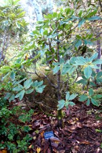 Rhododendron protistum var. giganteum - Mendocino Coast Botanical Gardens - DSC02093