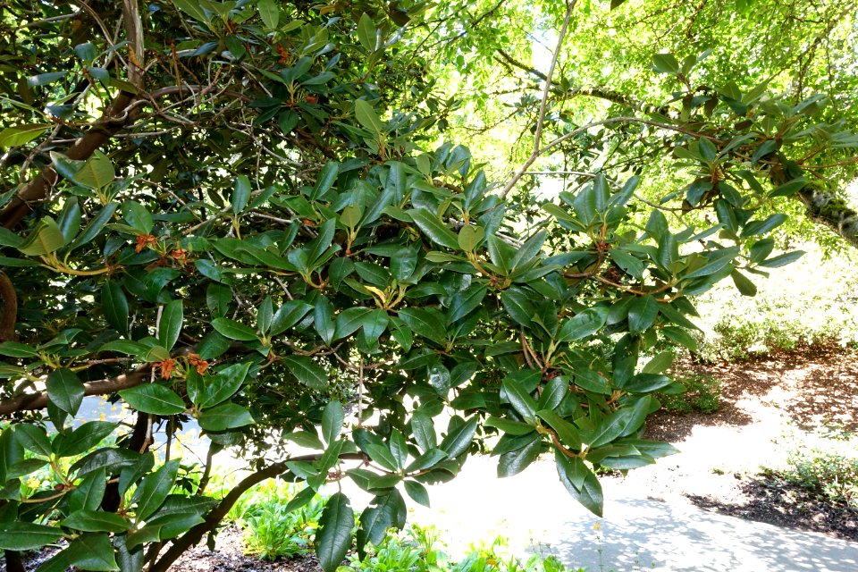 Rhododendron rubiginosum - VanDusen Botanical Garden - Vancouver, BC - DSC07323