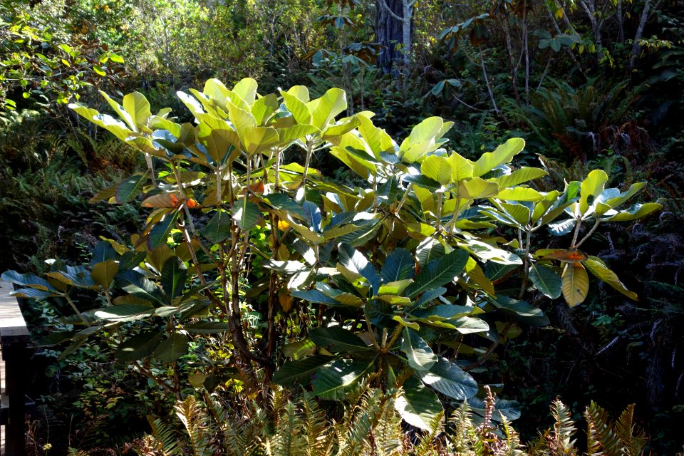 Rhododendron macabeanum - Mendocino Coast Botanical Gardens - DSC02103