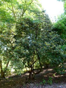 Rhododendron rubiginosum - VanDusen Botanical Garden - Vancouver, BC - DSC07321