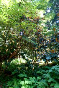 Rhododendron rex subsp. fictolacteum - UBC Botanical Garden - Vancouver, Canada - DSC07880