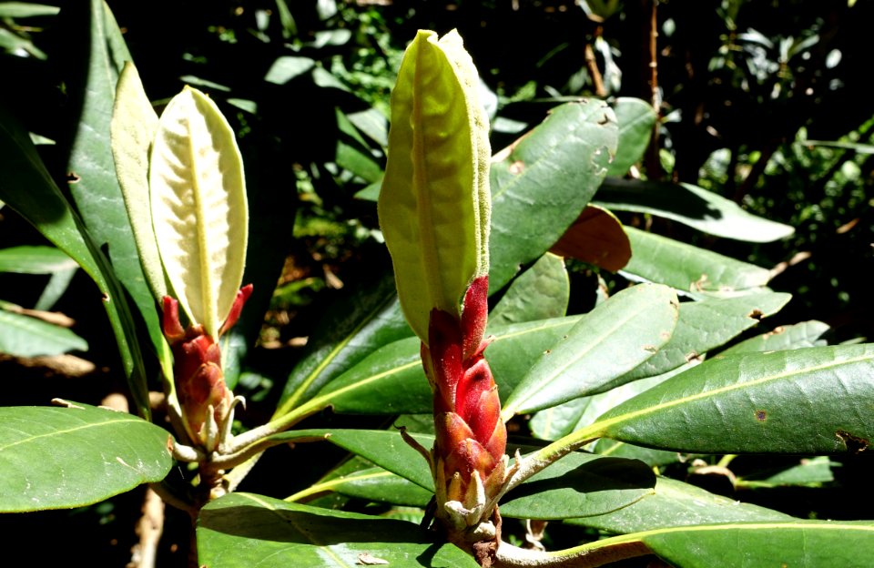 Rhododendron rex subsp. fictolacteum - UBC Botanical Garden - Vancouver, Canada - DSC08109