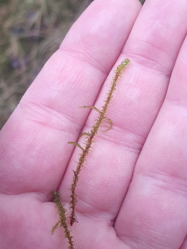 Rhytidiadelphus squarrosus 109615580