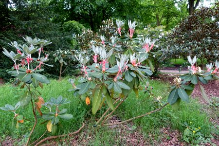 Rhododendron sinofalconeri - RHS Garden Harlow Carr - North Yorkshire, England - DSC01339