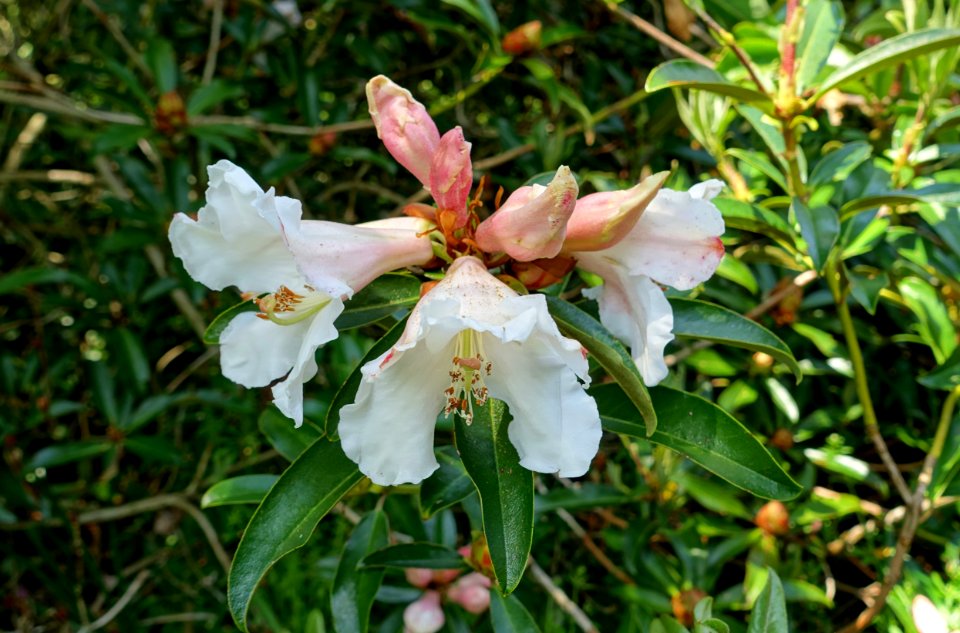Rhododendron maddenii (Rhododendron polyandrum) - Caerhayes Castle gardens - Cornwall, England - DSC03016